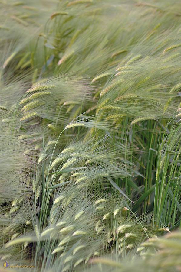 Nom de l'image : D2166561_1_(c)Norbert-JUNG — Description :  Champ de blÈ - animaux ‡ Philmain